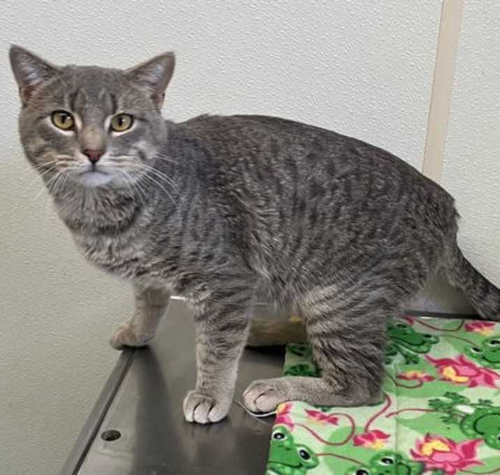 Photo of Archer - Large Friendly Gray Cat in foster care