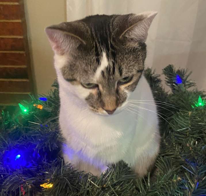 Photo of Nala