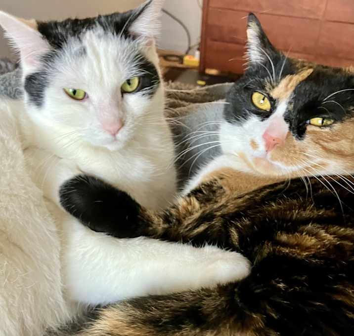 Photo of Gertie and Mabel