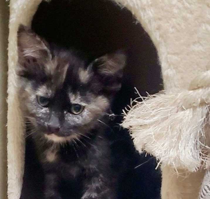 Photo of Miss Truffles