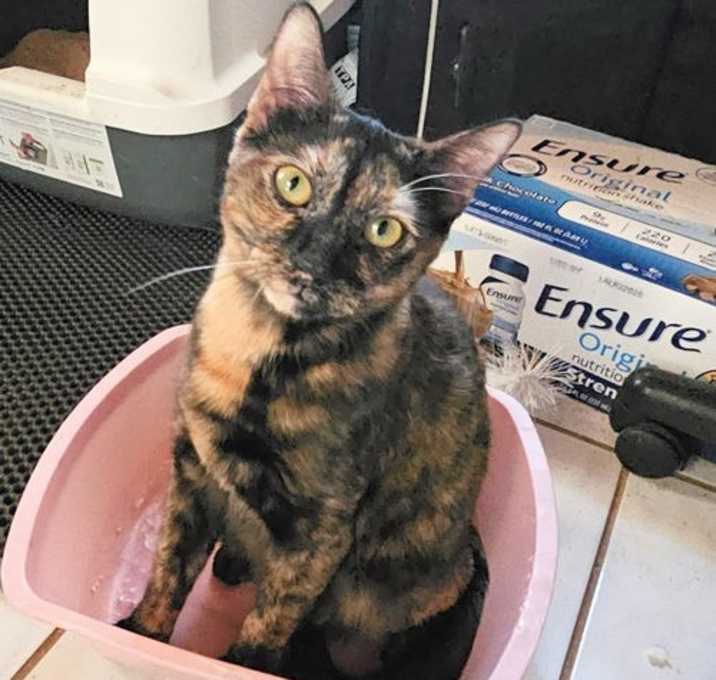 Photo of Nala