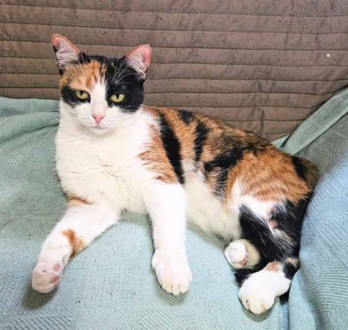 Photo of Cali