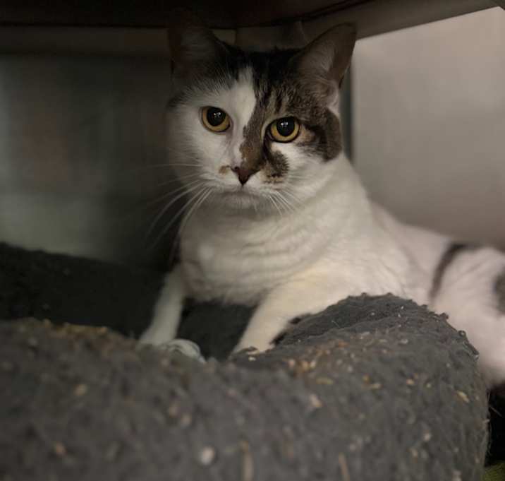 Photo of Miss Kitty