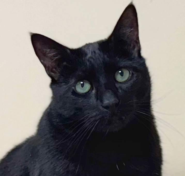 Photo of Arya