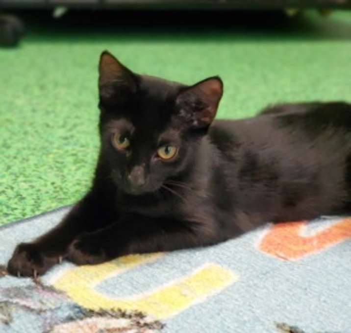 Photo of Kaia (Wednesday) (Cocoa)