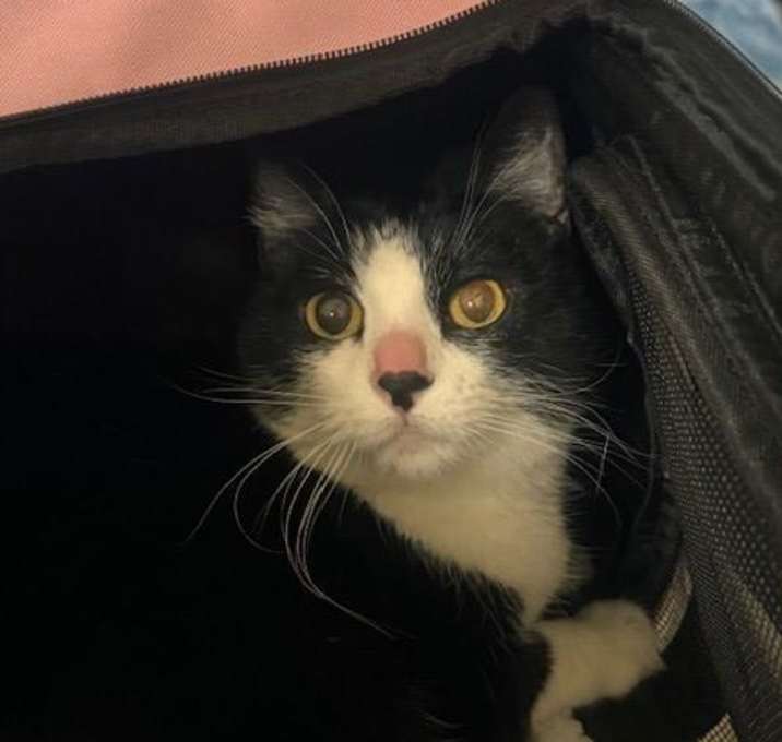 Photo of ANNABELLE