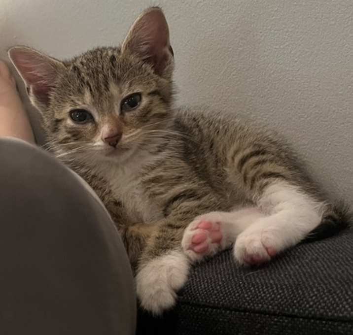 Photo of Posey
