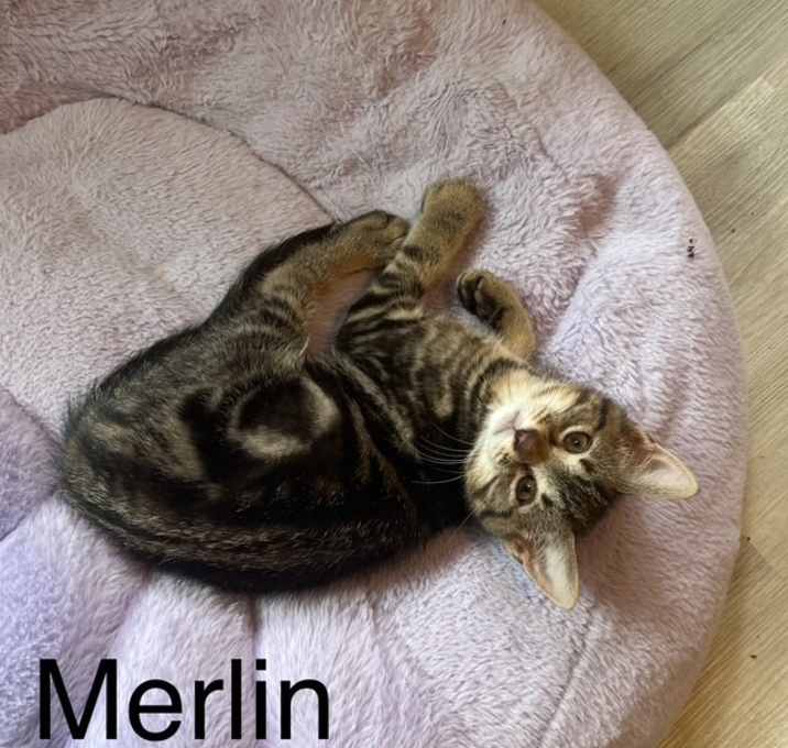 Photo of Merlin