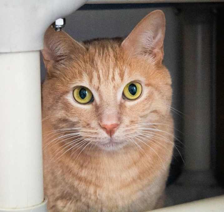 Photo of Stanley -- Bonded Buddy With Kyle
