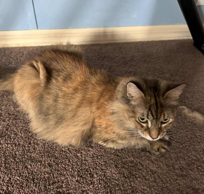Photo of Fluffy