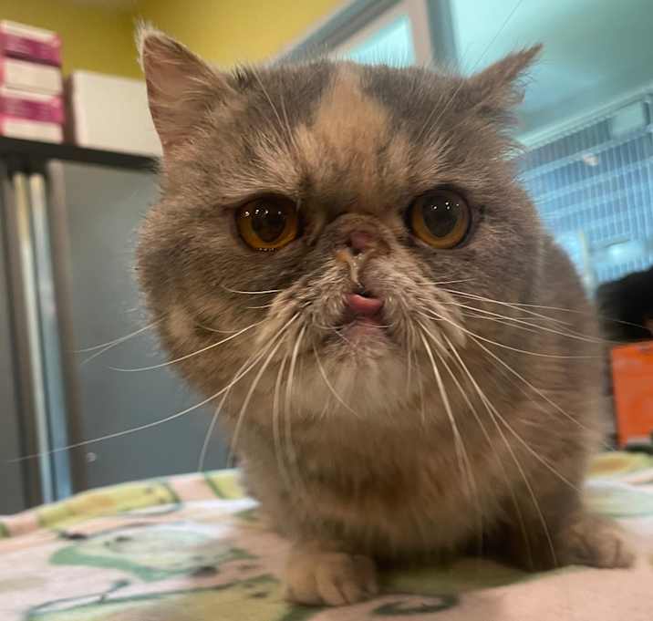 Photo of Gigi