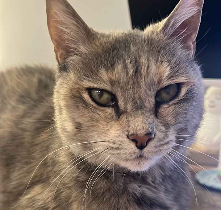 Photo of Mulan