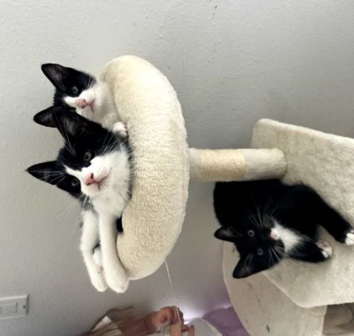 Photo of HAN SOLO  KITTENS KITTENS!