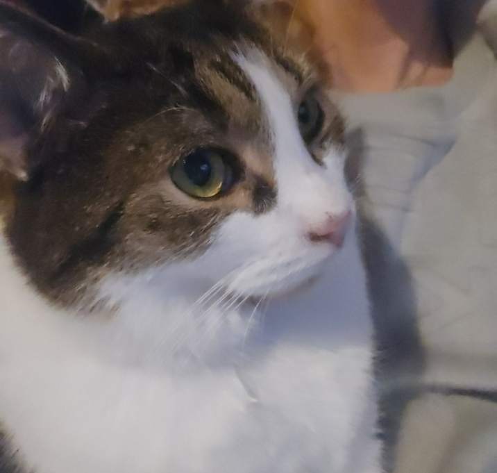Photo of Ollie