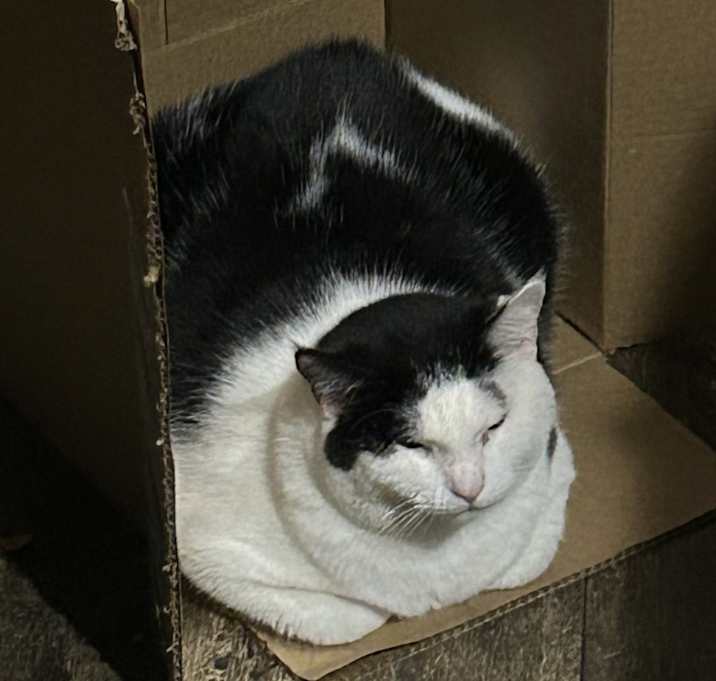 Photo of Oreo