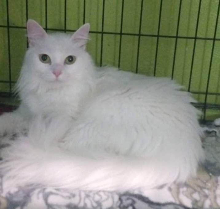 Photo of Arctic *Sugar*