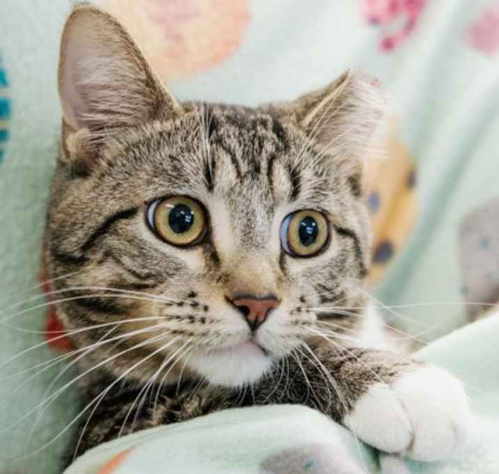 Photo of Checkers