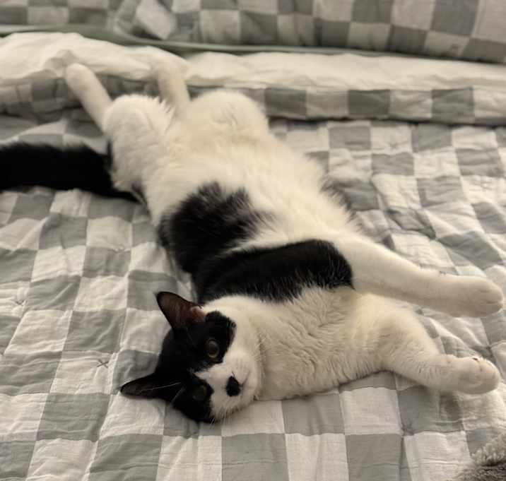 Photo of Bandit