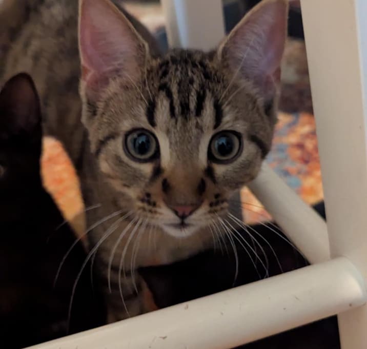 Photo of Mini Nom