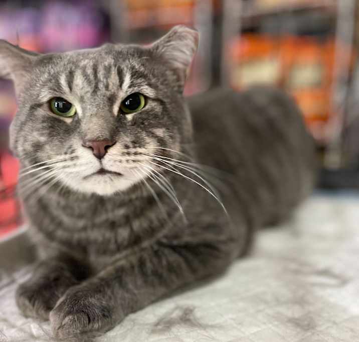 Photo of Baloo