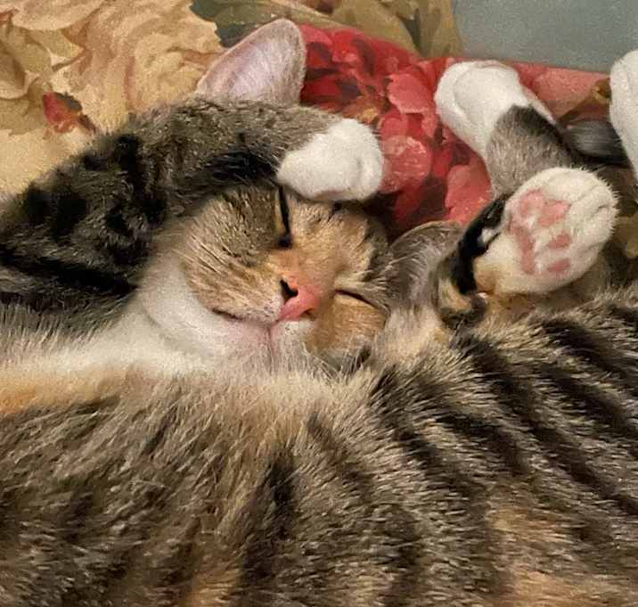 Photo of Misty