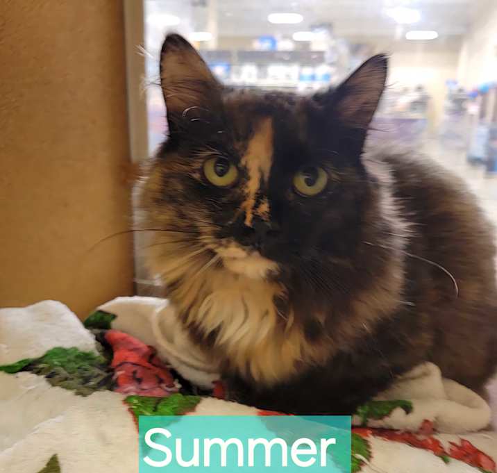 Photo of Summer