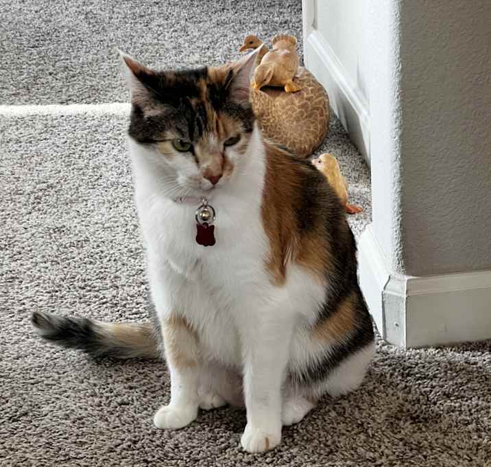Photo of Callie