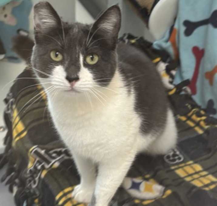 Photo of Frankie the Cat