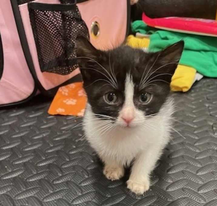 Photo of Wren (The Warriors Litter)
