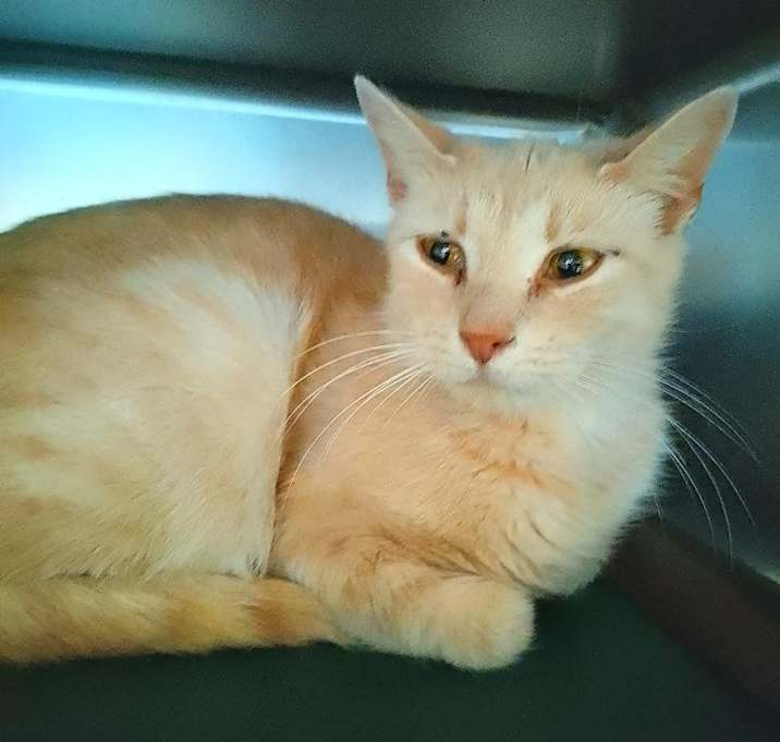Photo of Tangerine