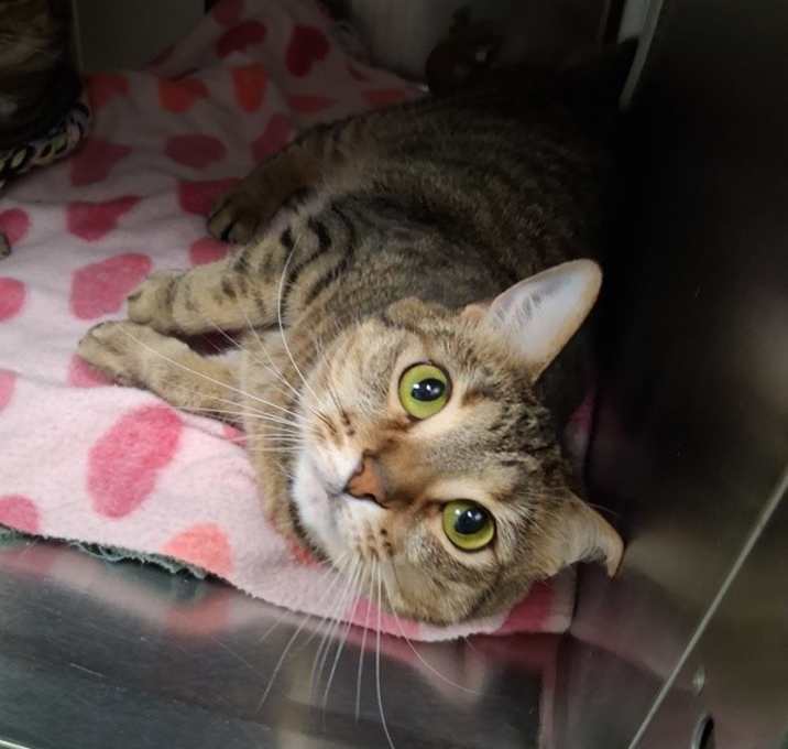Photo of Ivy -- Bonded Buddy With Ember