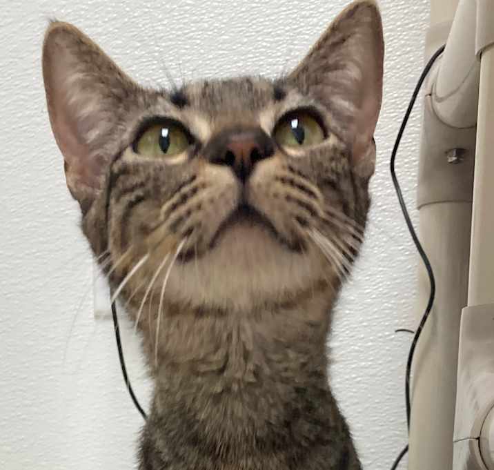 Photo of Clementine