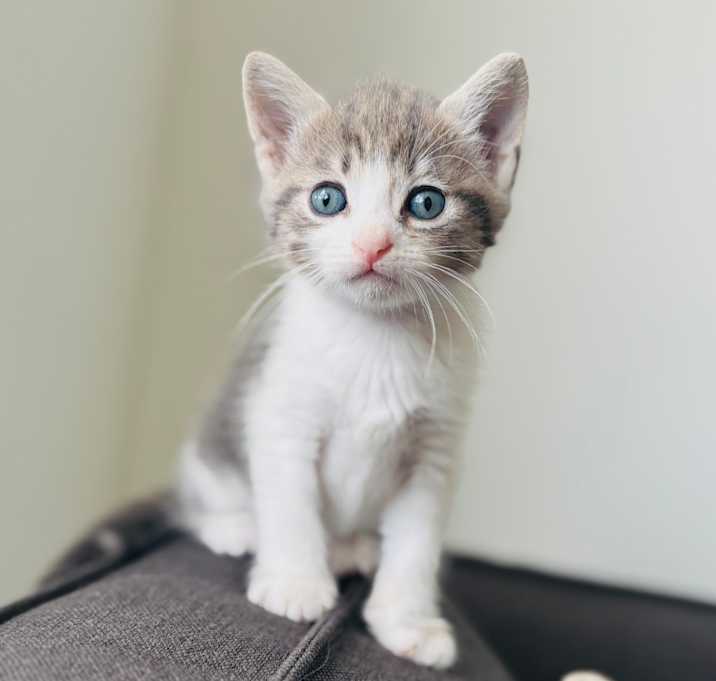 Photo of Jameson