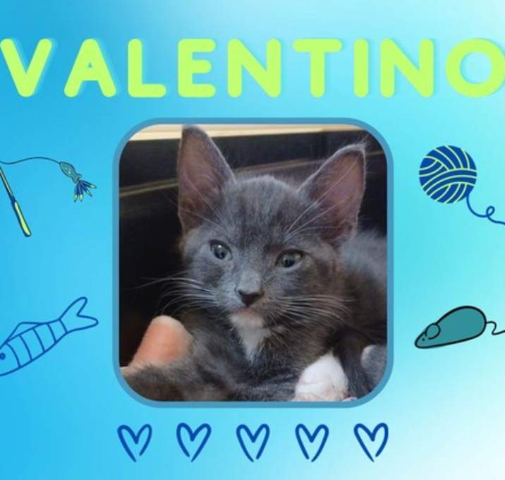 Photo of 'Valentino'