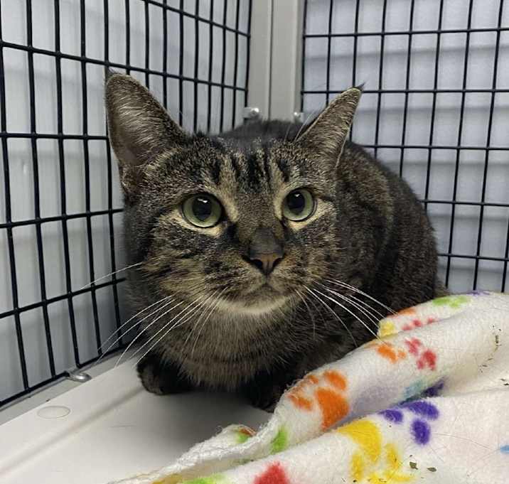 Photo of Bastet (Petsmart Alabaster)