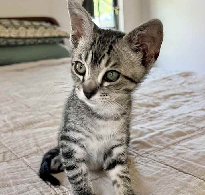 Photo of Chex