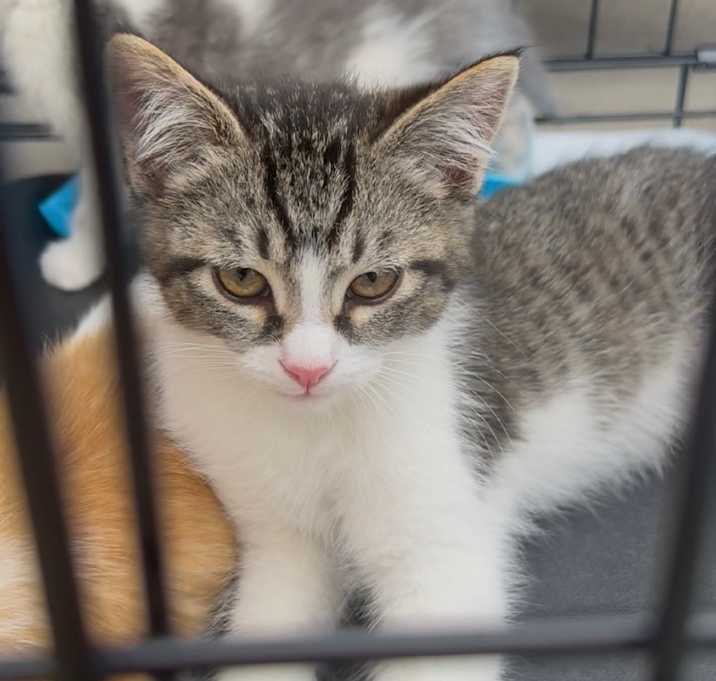 Photo of Olive