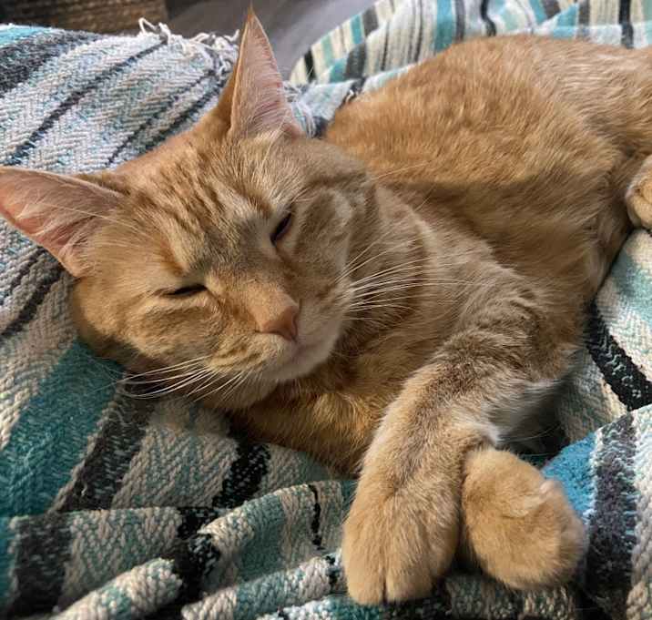 Photo of Sparkie