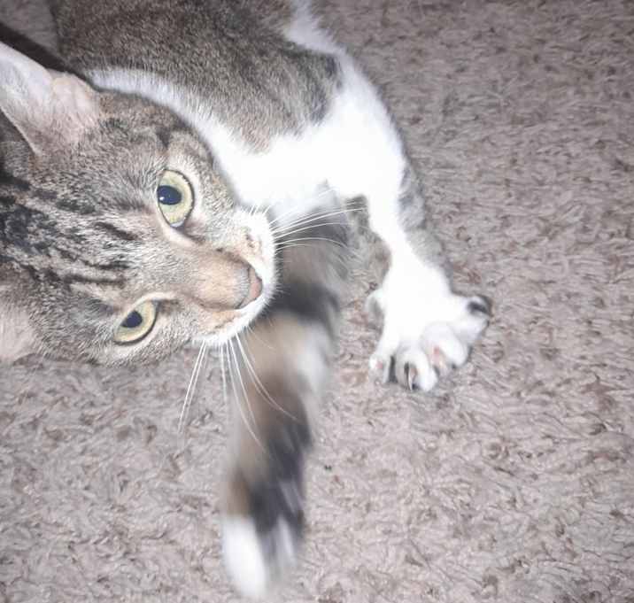 Photo of Luna