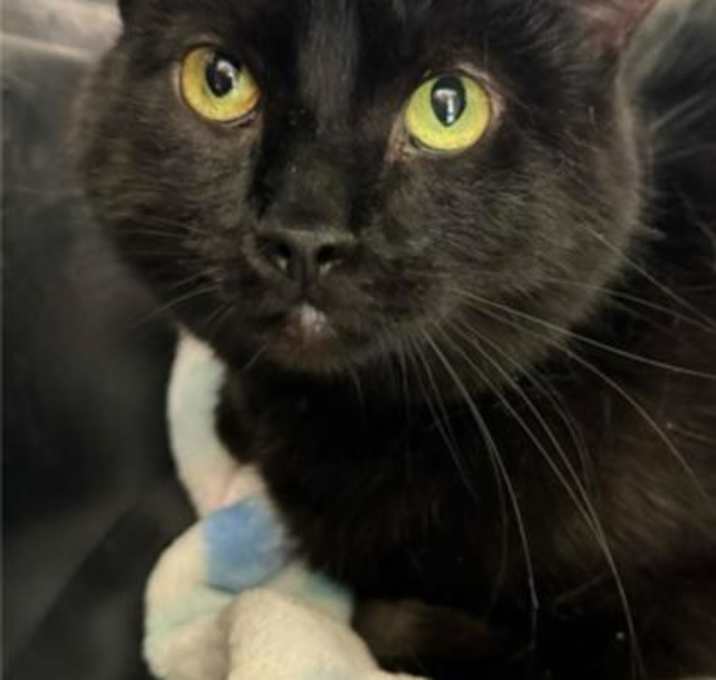 Photo of Cinder
