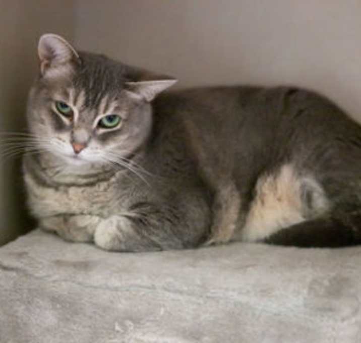 Photo of Aster