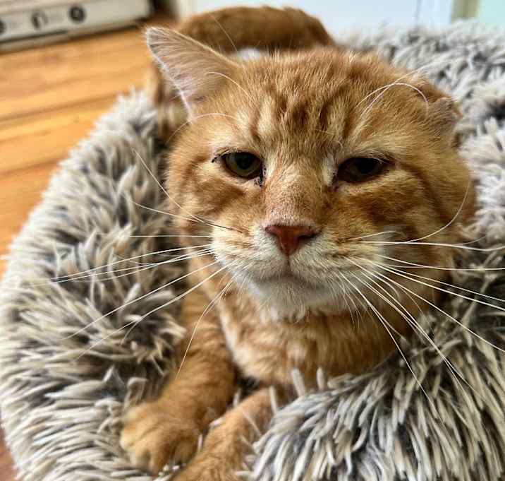 Photo of Garfield
