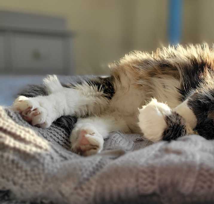 Photo of Tootles