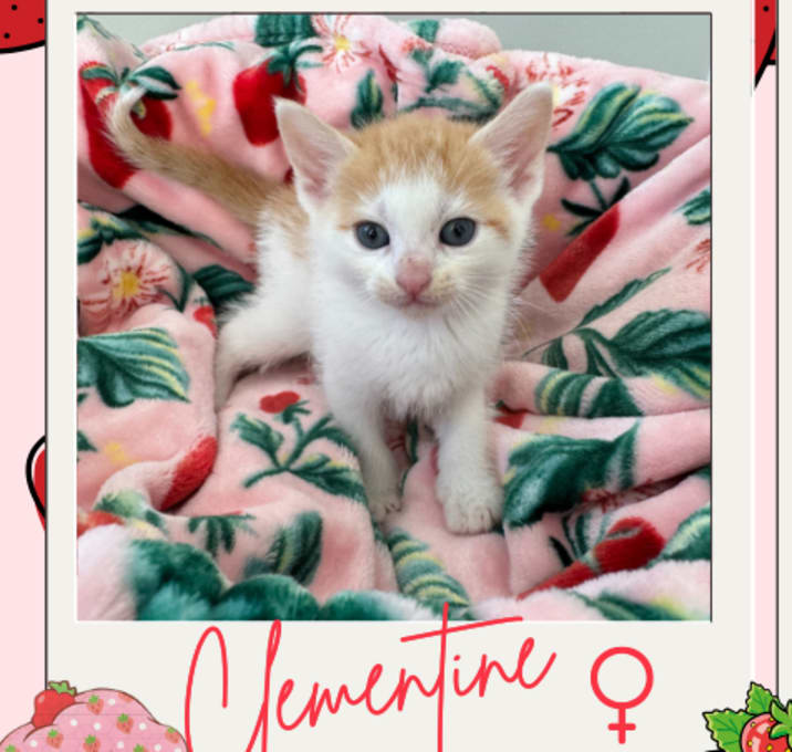 Photo of Clementine