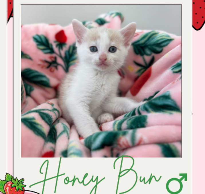 Photo of Honey Bun