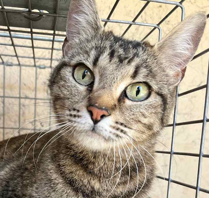 Photo of Stray cat Aztec/Apache
