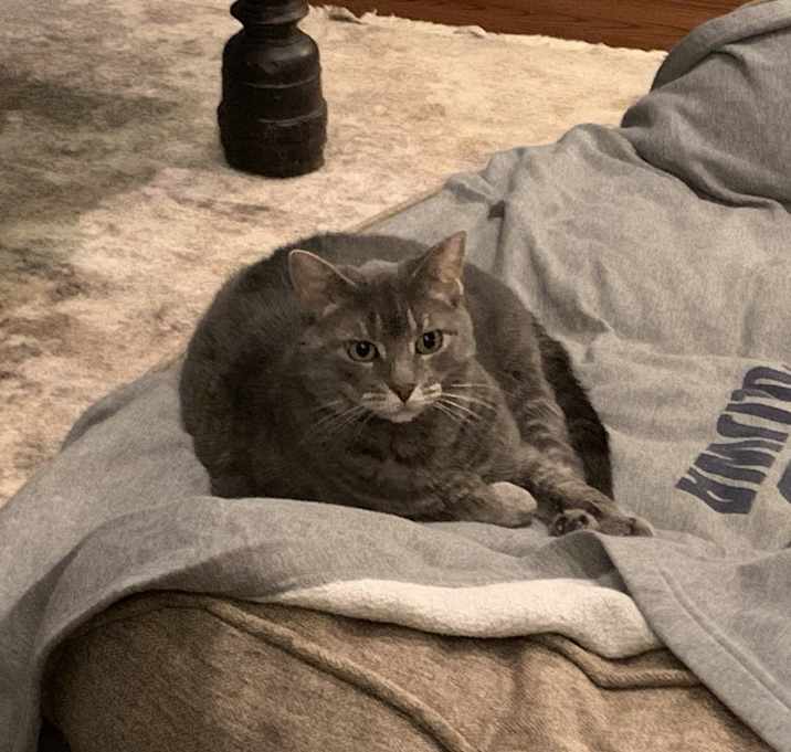 Photo of Bella