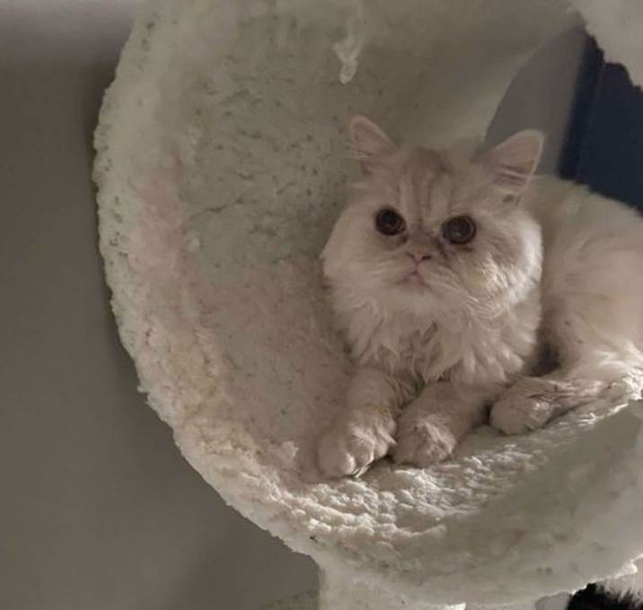 Photo of LOUIE