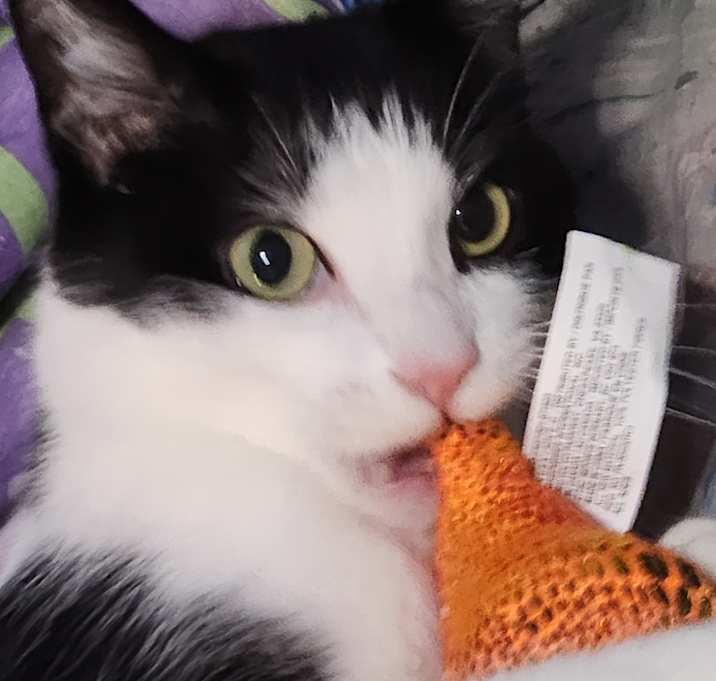 Photo of Felix