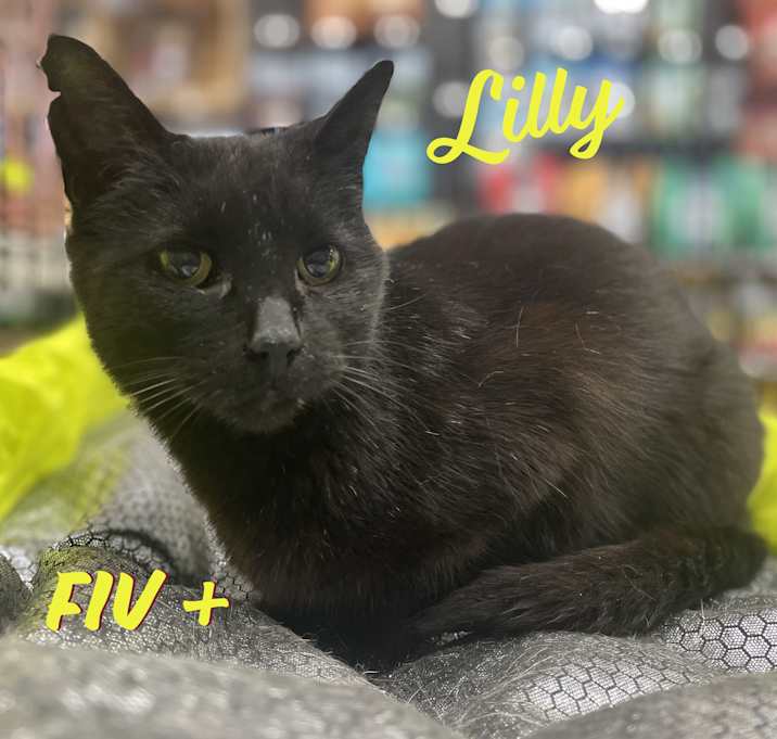 Photo of Lilly #mini-panther